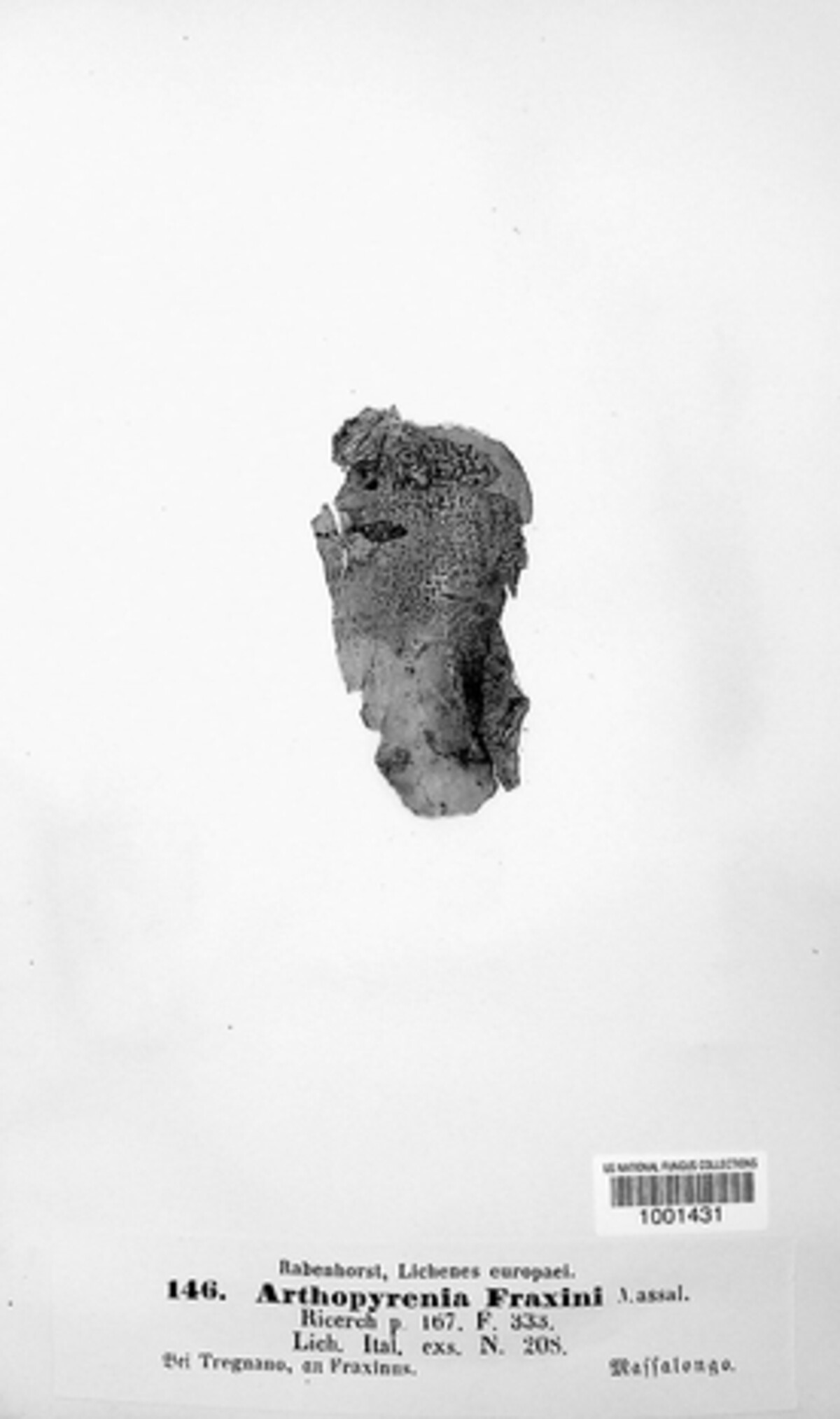 Naetrocymbe fraxini image